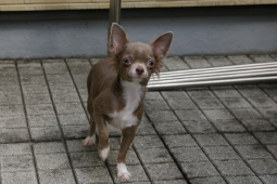 IMGP5200.jpg